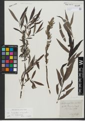 Foto von Salix triandra L. x Salix viminalis L.